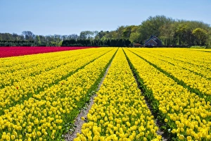 Dutch tulips in bloom in a bulb field in early spring. Nordwijkerhout, South Holland