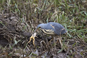 Frog Prints: Dwarf bittern (Ixobrychus sturmii) with a platanna, Kruger National Park, South Africa