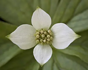Montana Prints: Dwarf dogwood (bunchberry dogwood) (Cornus canadensis)