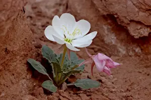 Dwarf evening-primrose (tufted evening-primrose) (white tufted evening-primrose )