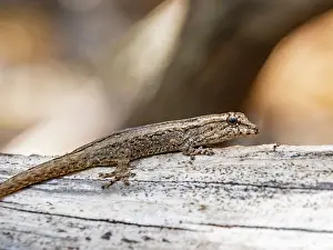 Small Prints: Dwarf gecko Lygodactylus moves along a log in Madagascar's natural environment in Zombitse-Vohibasia National Park