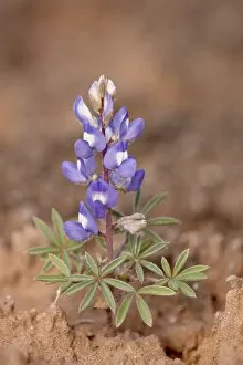 Images Dated 19th May 2010: Dwarf lupine (small lupine) (rusty lupine) (Lupinus pusillus), The Needles District