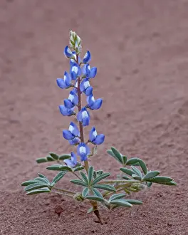 Dwarf lupine (small lupine) (rusty lupine) (Lupinus pusillus), Canyon Country