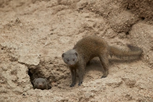 Hole Prints: Dwarf Mongoose (Helogale parvula), two at burrow, Kruger National Park, South Africa