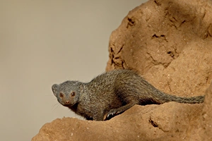 Images Dated 29th September 2007: Dwarf mongoose (Helogale parvula), Samburu National Reserve, Kenya, East Africa, Africa