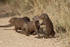Humour Prints: Dwarf mongoose (Helogale parvula) playing, Kruger National Park, South Africa, Africa