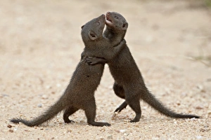 Sparring Prints: Two dwarf mongoose (Helogale parvula) sparring, Kruger National Park, South Africa