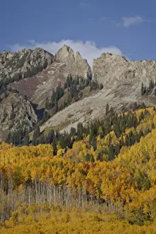 Wood Land Prints: The Dyke with the fall colours, Grand Mesa-Uncompahgre-Gunnison National Forest