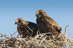 Nest Collection: Eagle couple in their nest, Punta Ninfas, Chubut, Argentina, South America