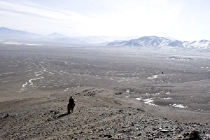 Images Dated 19th February 2009: An eagle hunter out on a morning hunt in the Altai Mountains, Bayan Olgii, Mongolia, Asia