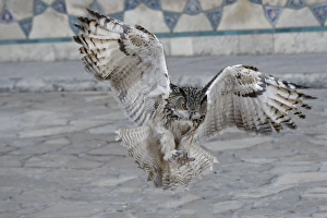 Kazakhstan Prints: Eagle owl (Bubo bubo) in flight, Turkistan, South region, Kazakhstan, Central Asia, Asia
