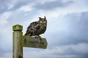 Raptor Prints: Eagle owl, raptor, bird of prey on sign post for Llewellyn sWalk, Rhayader, Mid Wales