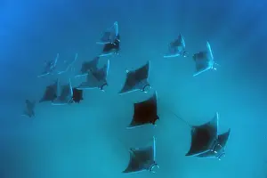 Sealife Prints: Eagle rays (Mobula hypostoma) common in this area and often seen feeding on zooplankton in large groups