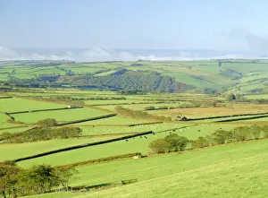 Exmoor Prints: Earling morning mist drifting across fields of sheep on the edge of Exmoor National Park