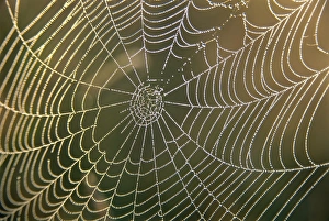 Spider Prints: Early morning dew on spiders web, Derbyshire, England, United Kingdom, Europe