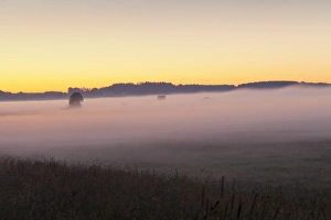 Early morning fog, landscape near Bad Buchau, Upper Swabia, Baden-Wurttemberg, Germany