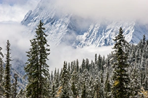 Images Dated 21st October 2009: Early in morning frost on trees in Mount Siguniang, an area of outstanding natural