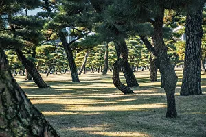 Public Park Prints: Early morning light and shadows between trees in a city park in Tokyo, Honshu, Japan, Asia