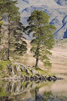 Blea Tarn Prints: Early morning reflections, Blea Tarn