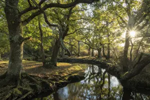 Early morning sunshine penetrates the deciduous woodland surrounding Ober Water near
