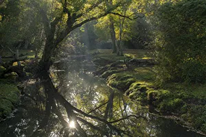 Hampshire Prints: Early morning sunshine reflects in the Beaulieu River, New Forest National Park, Hampshire