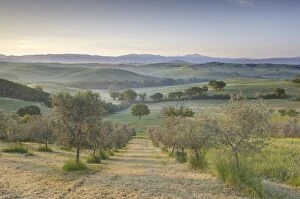 Images Dated 10th May 2009: Early morning view across Val d Orcia from field of olive trees, UNESCO World Heritage Site