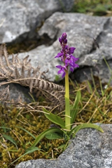 Typically Irish Prints: Early purple orchid, The Burren, County Clare, Munster, Republic of Ireland, Europe
