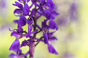 Flower Head Prints: Early-purple orchid (Orchis mascula), close-up of flower, Kent, England, United Kingdom