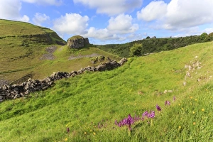 Peak District Prints: Early purple orchids (Orchis mascula) and Peters Rock