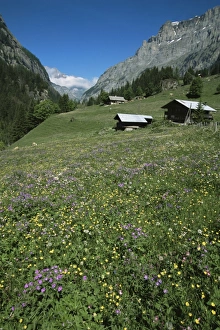 Early summer meadow flowers Early summer meadow flowers