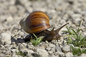 Images Dated 12th February 2007: East African land snail (Achatina fulica), Serengeti National Park, Tanzania