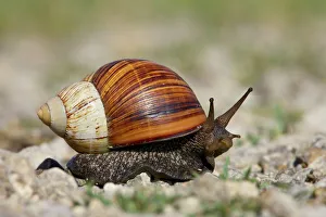 Images Dated 12th February 2007: East African land snail (Achatina fulica), Serengeti National Park, Tanzania