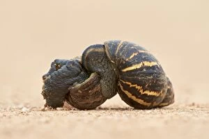Addo Elephant National Park Gallery: Two East African land snail (Giant African land snail) (Achatina fulica) mating