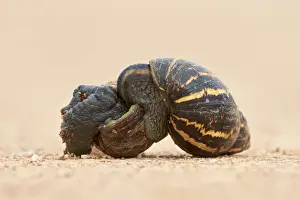 Mollusc Prints: Two East African land snail (Giant African land snail) (Achatina fulica) mating