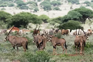 Tsavo Prints: East African oryx (Oryx beisa) passing by a cattle herd illegally grazing in