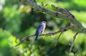 Feathers Prints: Eastern Bluebird perched on a branch in Bermuda with vibrant blue plumage and natural surroundings