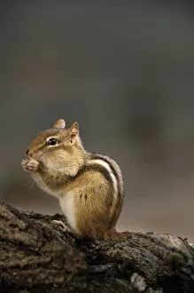 Images Dated 29th February 2008: Eastern Chipmunk, (Eutamia spp), Algonquin Provincial Park, Ontario, Canada