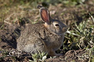 South Dakota Prints: Eastern cottontail (Sylvilagus floridanus)