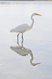 Eastern great egret (Ardea alba modesta), a white heron at Okarito Lagoon, West Coast, South Island, New Zealand, Pacific