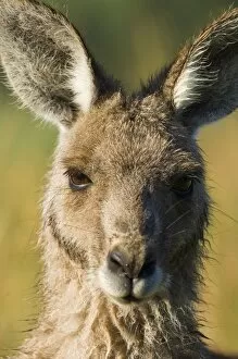 Images Dated 28th December 2007: Eastern grey kangaroo, Geehi, Kosciuszko National Park, New South Wales