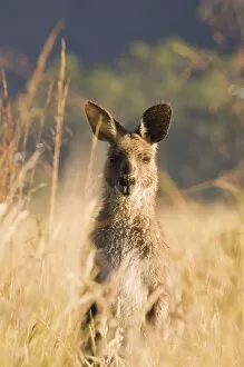 Eastern grey kangaroo, Geehi, Kosciuszko National Park, New South Wales