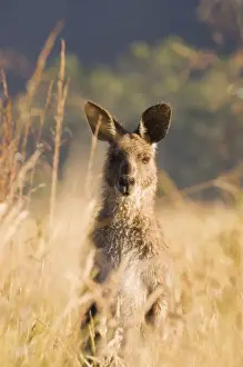 Geehi Prints: Eastern grey kangaroo, Geehi, Kosciuszko National Park, New South Wales