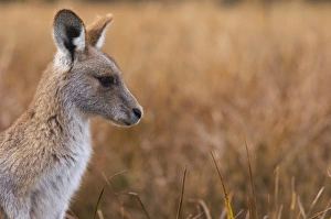 Eastern grey kangaroo, Kosciuszko National Park, New South Wales, Australia, Pacific