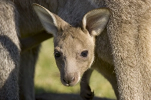 Marsupial Prints: Eastern grey kangaroo (Macropus fuliginosus), Marramarang National Park
