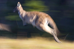 Jump Prints: Eastern Grey Kangaroo, (Macropus giganteus), Wilsons Promontory, Victoria, Australia