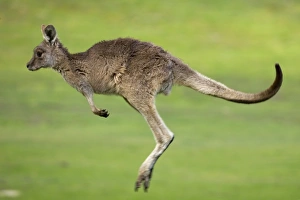 Images Dated 29th February 2008: Eastern Grey Kangaroo, (Macropus giganteus), Anglesea, Great Ocean Road