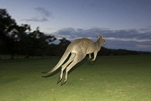Eastern Grey Kangaroo, (Macropus giganteus), Anglesea, Great Ocean Road