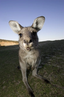Eastern Grey Kangaroo, (Macropus giganteus), Pebbly Beach, Marramarang N