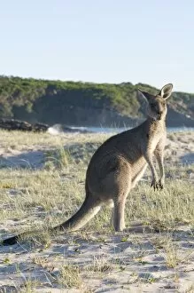 Images Dated 18th February 2008: Eastern grey kangaroo (Macropus giganteus) on beach at sunrise, Ben Boyd National Park