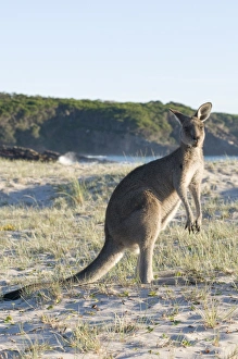 Images Dated 18th February 2008: Eastern grey kangaroo (Macropus giganteus) on beach at sunrise, Ben Boyd National Park